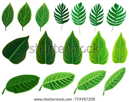 Tropical leaves set. Vector clip art illustration with simple gradients. Each on a separate layer.