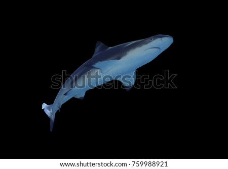 Shark full size isolated on black