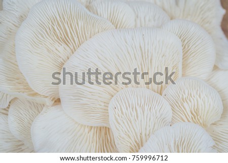 Angel Wing Mushrooms Royalty-Free Stock Photo #759996712