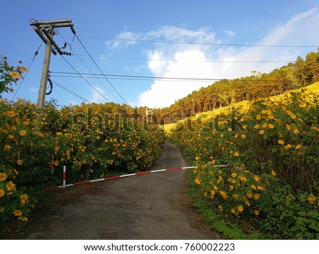 Electric pole in a field of Mexican sunflowers on a hill.Road passes in the field of flowers.