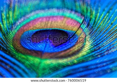 Abstract macro peacock feather, blur, multicolored exotic bird Royalty-Free Stock Photo #760006519