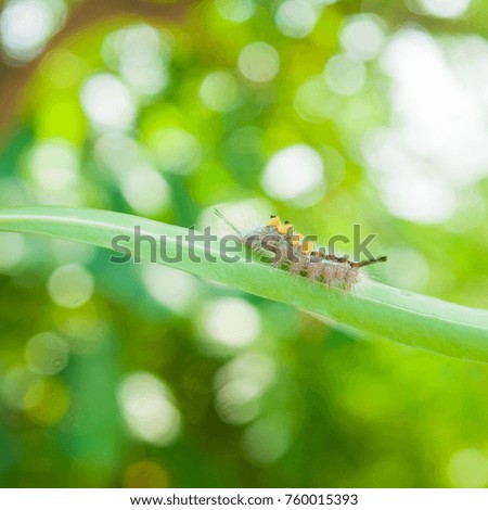 Butterfly caterpillar crawl on green leaf in garden with lighting bokeh background.
