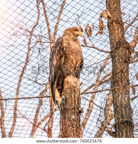White-tailed eagle, sitting on a branch and looks straight into the camera. in nature,