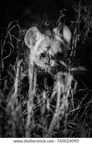 Spotted hyena puppy with cute face hiding in grass in early morning light
