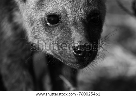 Spotted hyena puppy with cute face in early morning light