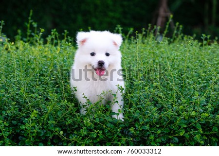 White Japanese Spitz dog portrait in outdoors at green garden
