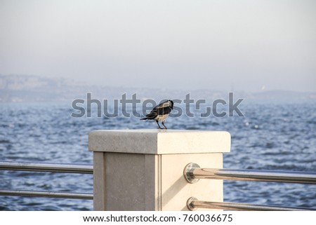 picture of a hoodiecrow sitting on stakes at the seashore