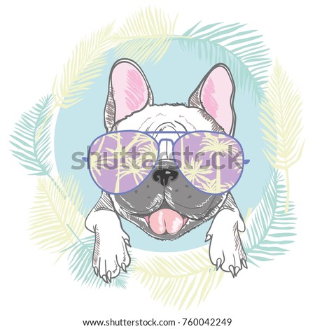 French bulldog head isolated on white background. Vector illustration, face, dog, graphic, animal