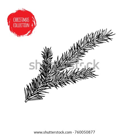 Hand drawn fir tree branch. Christmas and witner seasonal design element. Great for holiday decor, greetings. Vector illustration.
