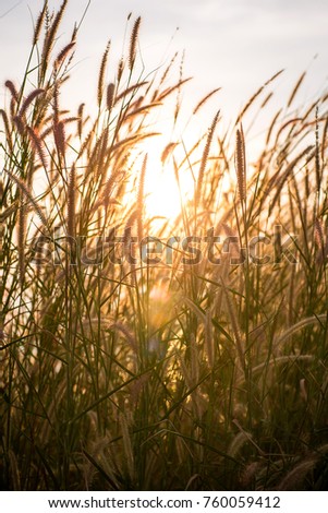 White flower grass field with silhouette sunlight in the evening. Image for scenery background, wallpaper
