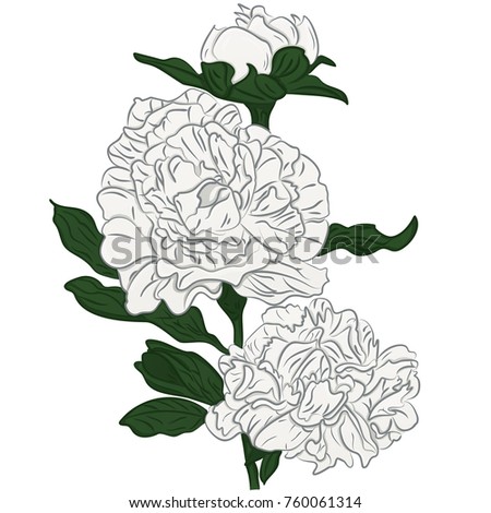 Beautiful cartoon white peonies flower isolated on white background. Hand-drawn contour lines and strokes.