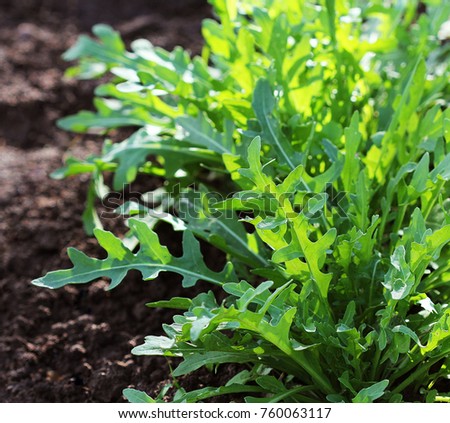Arugula plant growing in organic vegetable garden. Royalty-Free Stock Photo #760063117
