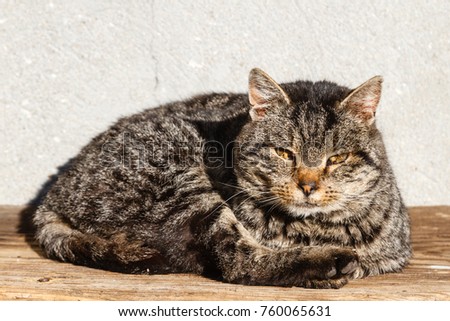 Stray cat lying in the sun.
