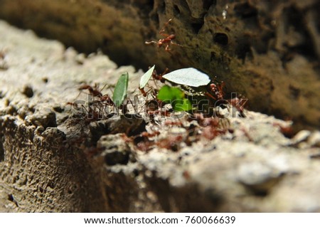 Leaf Cutting ants collect stock, leaf fragments for mushroom growing in Central American jungle. Panama.