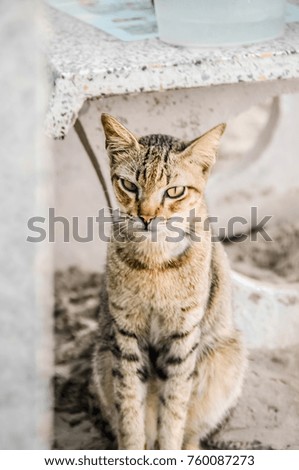 A tabby cat sitting on the ground