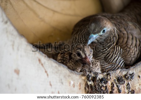 Zebra Dove or Barrec ground Dove or Javanese striated Ground Dove in the Exhaust fan on the city building
