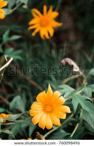 Vertical Film tone picture, dark yellow flowers and blurred dark green leaf background 