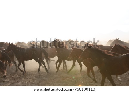 
wild horse kayseri