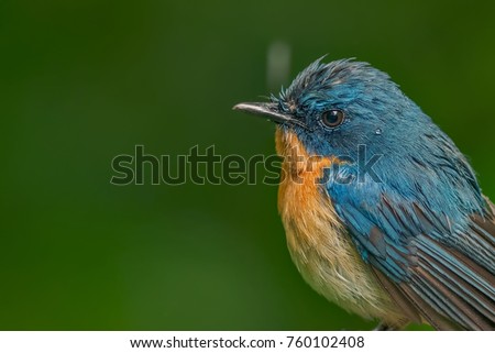 Tickell's Blue Flycatcher is 15 cm long. male has the dark blue & throat breast & flanks are orange fading with buffy white belly. The female is duller blue with a brighter blue brow, shoulder, rump.