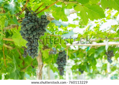 Bunches of grapes in vineyard.
