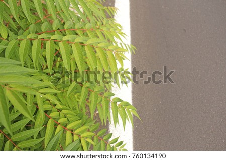 Separation Roadway and Green Fern On The Road.
