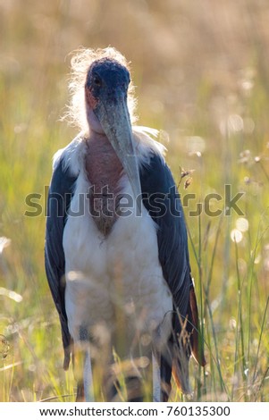 Marabou stork with sun in hairs on head, Okavango Delta, Africa