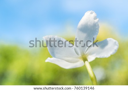 Flower with beautiful background