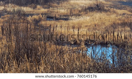 Wetland, swampy area with yellow and brown grass, reeds, bushes along the winding creek, late autumn