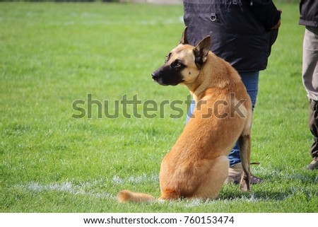 A Malinois Belgian Shepherd Dog does not move while his teacher speaks to the judge