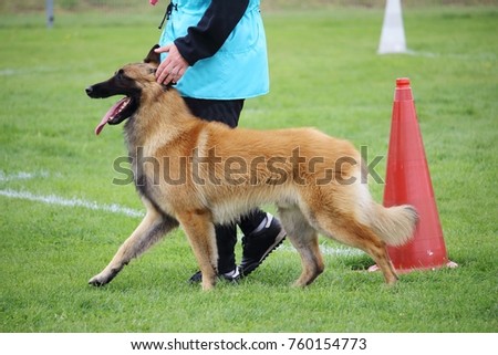 a belgian shepherd dog tervueren who walks at the feet of his master for a dog contest
