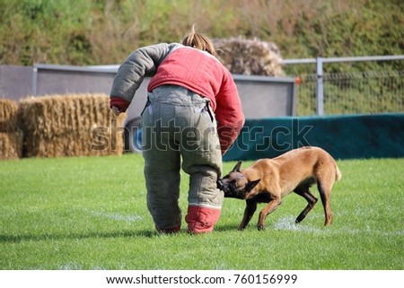 the dog malinois must watch the suitcase and attack the attacker for the canine sport contest