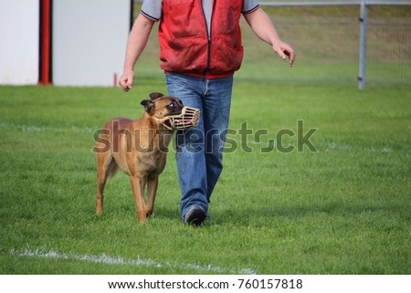 the Belgian Malinois shepherd is muzzled at the canine sport competition for the walk to the foot