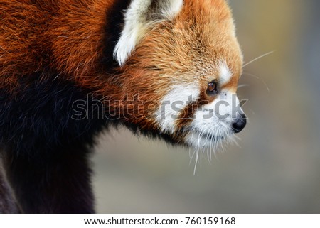 red panda animal