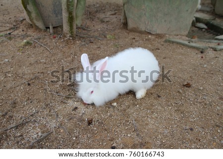 white rabbit sitting 