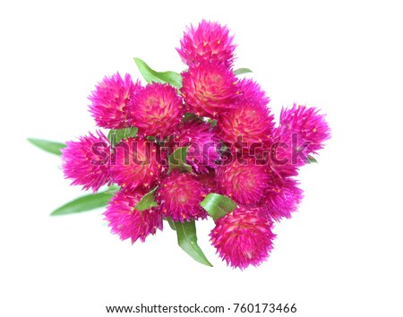 flower head of globe amaranth in a white background Royalty-Free Stock Photo #760173466