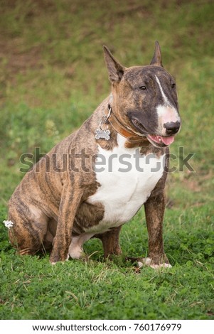 the bull terrier dog is sitting in the grass and he has a leather collar with a medal
