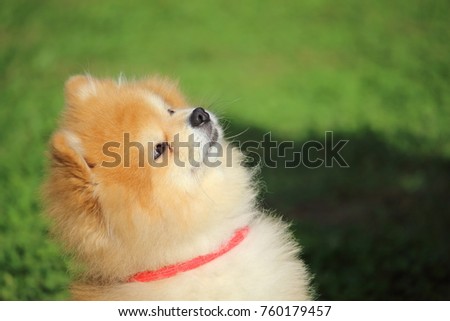 little dwarf spitz dog looking up to have a treat
