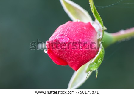 Pink - Rosa