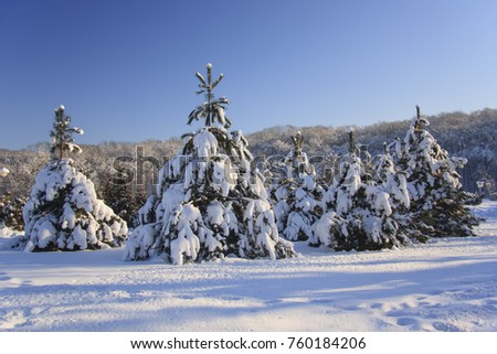 winter landscape with snow-covered young firs