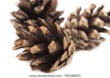 cones of coniferous trees isolated on white.