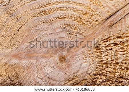 Old wooden board or tree for background. Space for text.
