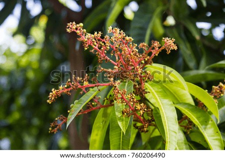 flower of mango tree