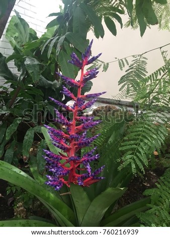 pink and purple tropical plant - Aechmea Blue Tango