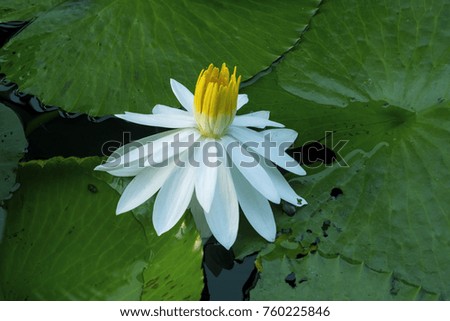 The white lotus with yellow stamens on leaf lotus as a blur background.