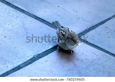 a sparrow eating on the ground