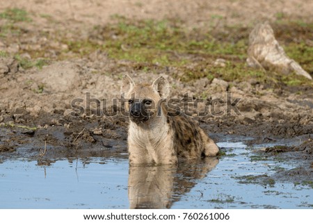 Hyena cooling off, Kruger National Park, South Africa