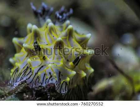 Close-up, selective focus on nudibranch. Underwater.