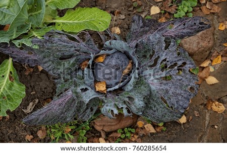 Red cabbage with yellow leaves and drops in autumn