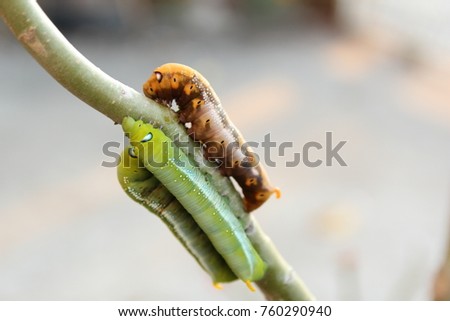 Caterpillar like to eat leaves in the garden next door.