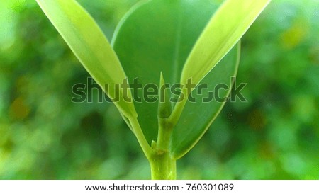 Selective focus of green leaf nature background with sunlight on morning